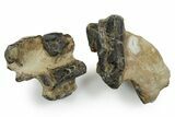 Rare Hypsilophodontid Dinosaur Bone Assortment - England #351269-3
